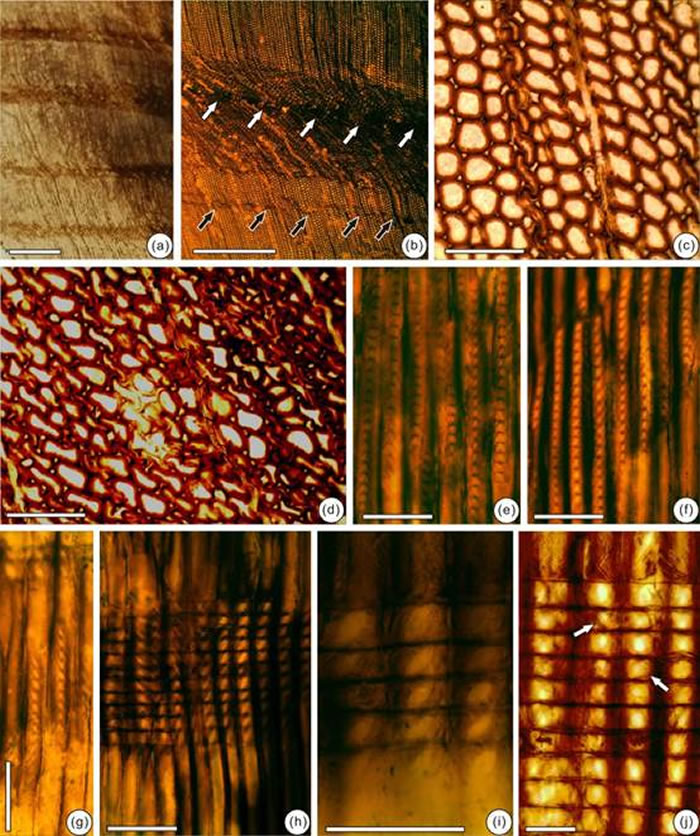 辽西建昌原始落羽杉型木(新种)解剖特征图:(a-b)横切面,示年轮;(c)横切面,示管胞之间的胞间隙;(d)横切面,示扭曲的管胞;(e-f)径切面,示单列紧挤排