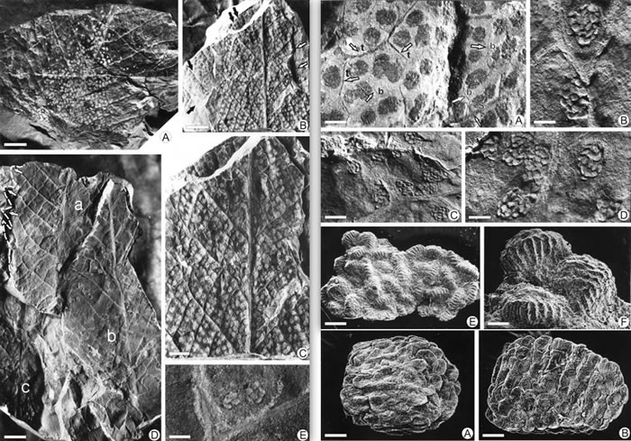θާ(Clathropteris obovata)ֳҶƬȺ
