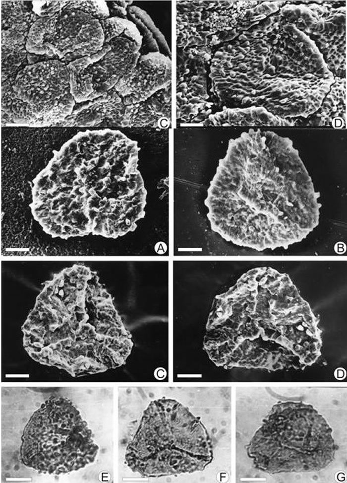 θާ(Clathropteris obovata)Һԭλ