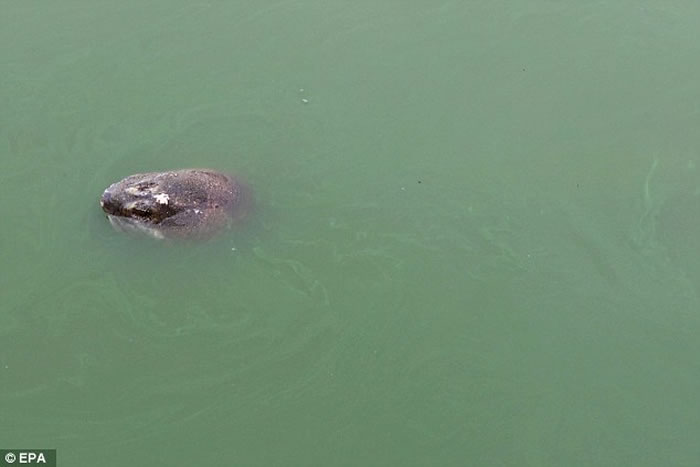 越南120岁斑鳖去世,相传借剑助建国