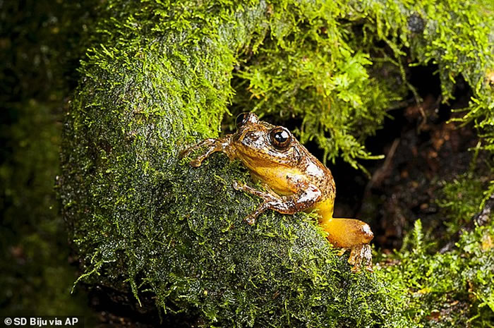 ӡ�ȷ���������Ʒ������Frankixalus�����������δ�ܾ���Ϊʳ