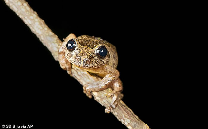 ӡ�ȷ���������Ʒ������Frankixalus�����������δ�ܾ���Ϊʳ