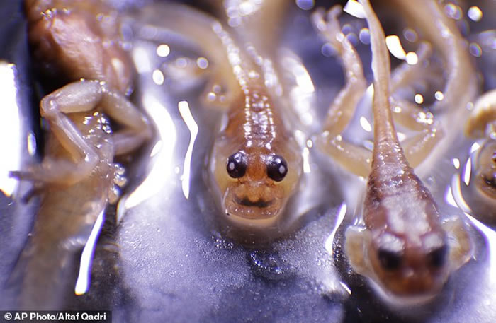 ӡ�ȷ���������Ʒ������Frankixalus�����������δ�ܾ���Ϊʳ