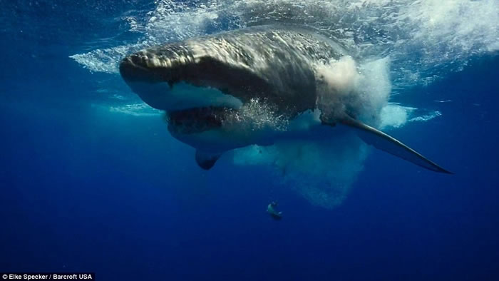 ��ӰʦElke Specker�ý�ǹ�����ն����㵽�����Ծ����������˺ҧ��˲��