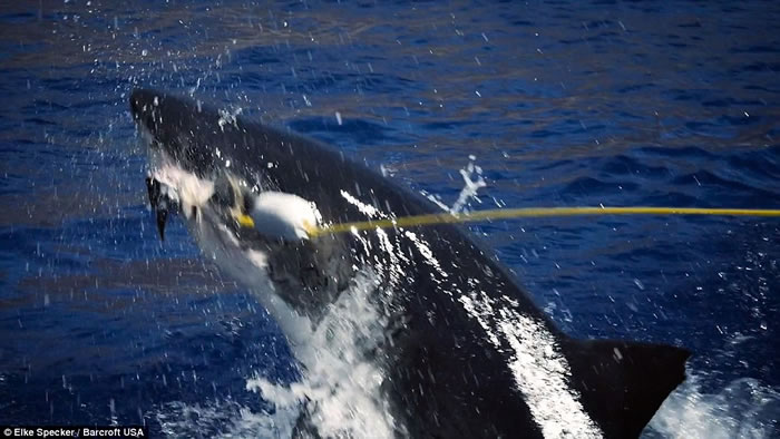 ��ӰʦElke Specker�ý�ǹ�����ն����㵽�����Ծ����������˺ҧ��˲��