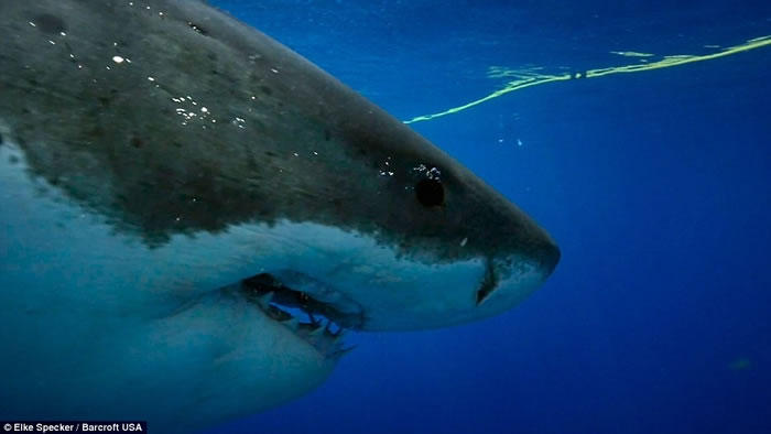 ��ӰʦElke Specker�ý�ǹ�����ն����㵽�����Ծ����������˺ҧ��˲��