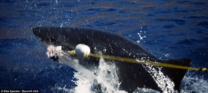 ��ӰʦElke Specker�ý�ǹ�����ն����㵽�����Ծ����������˺ҧ��˲��