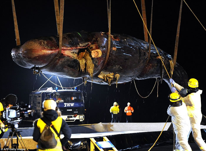 Ӣ����������˹������˹��̲�Ͼ���4ͷ����Ĩ�㾨