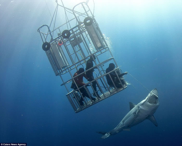 墨西哥瓜达卢佩圣母岛海岸潜水员向大白鲨投喂食物将其引诱至防鲨笼边