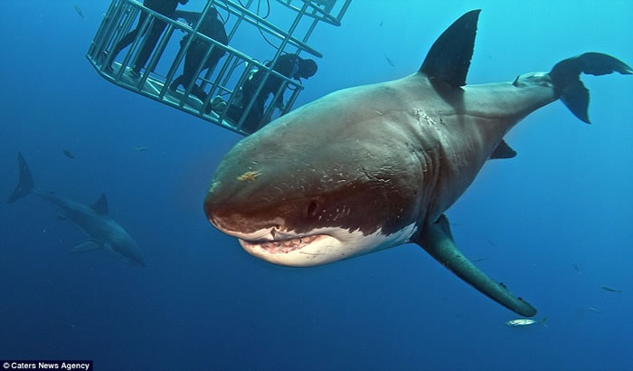 墨西哥瓜达卢佩圣母岛海岸潜水员向大白鲨投喂食物将其引诱至防鲨笼边
