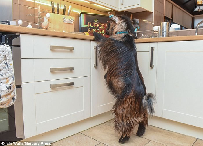 Ӣ��ɽ��Hobo���Լ����ɹ�