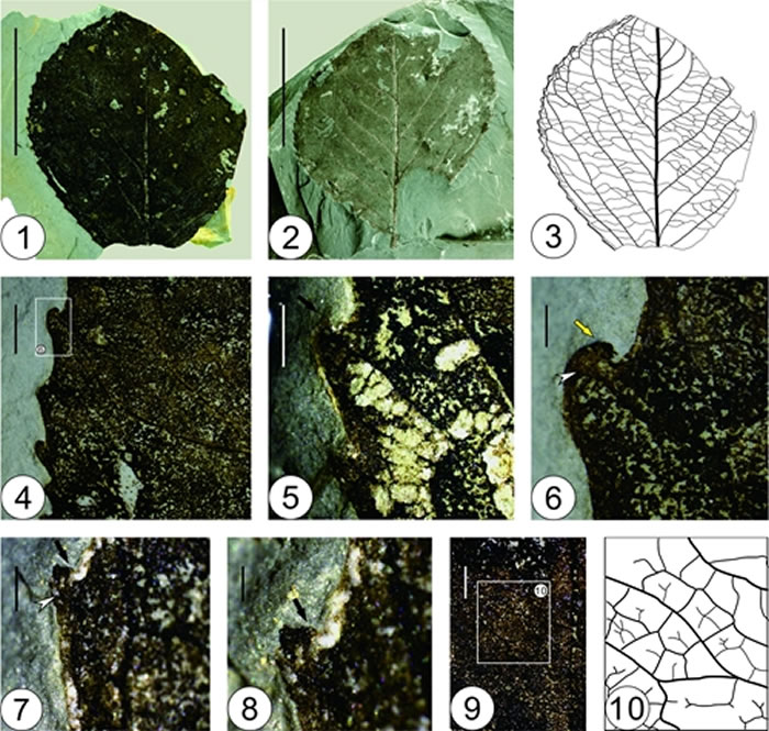 ҶCelastrus caducidentatus Liang XQ et ZK Zhouʯ