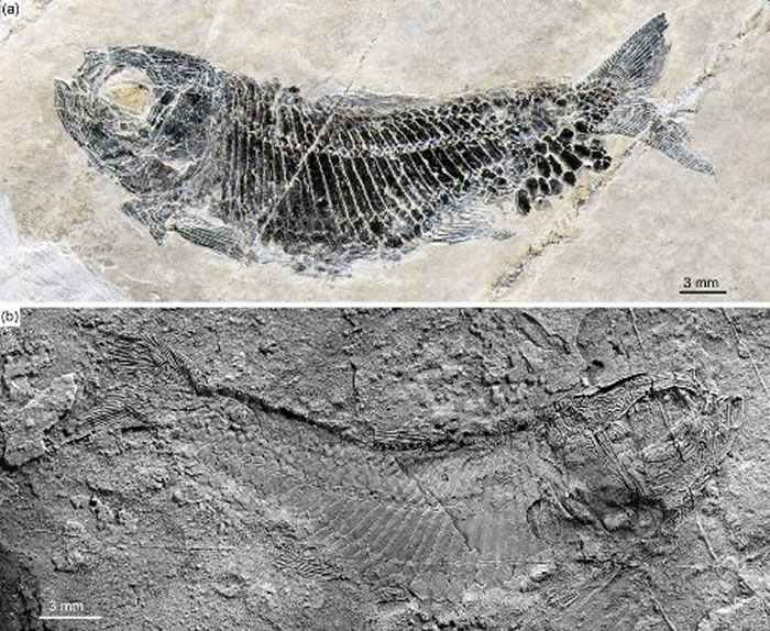 多饰维纳斯鱼雌性个体(徐光辉供图)