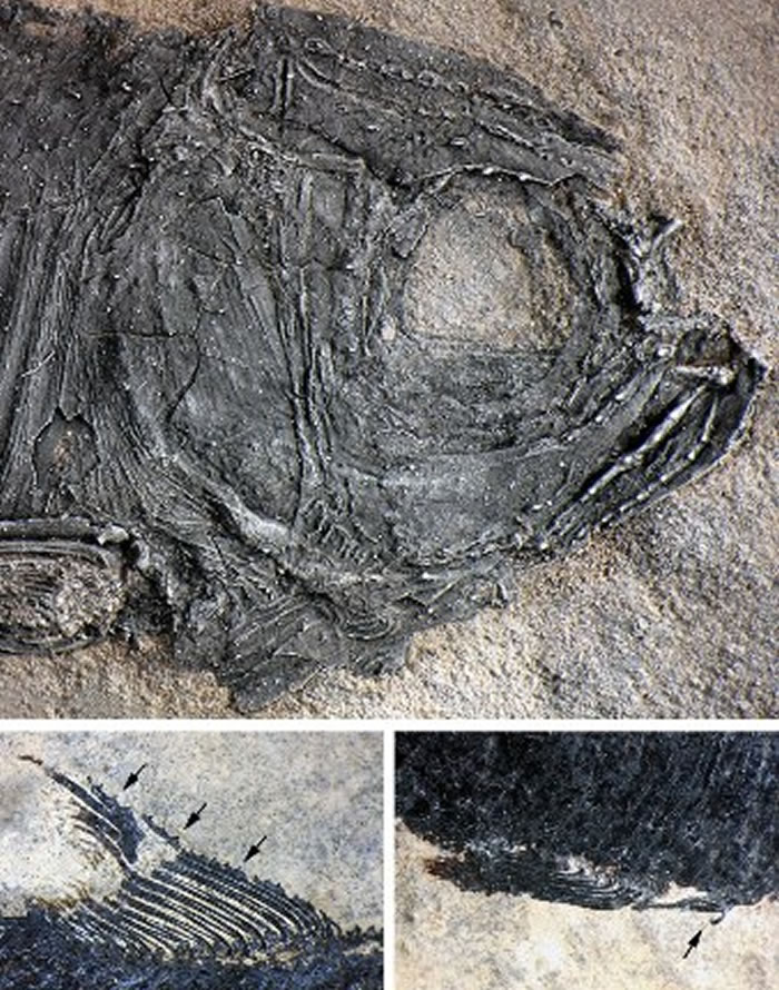 多饰维纳斯鱼的雄性第二性征(徐光辉供图)