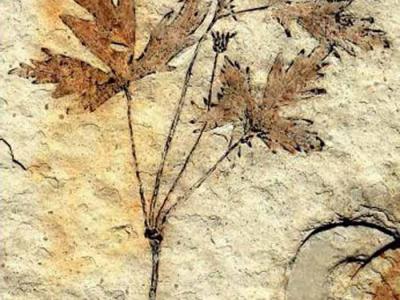 �����Ϲ�����ģ��ʯ