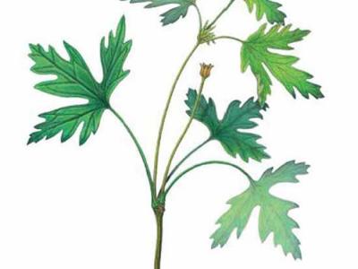 �����Ϲ�����ʯ��ԭͼ