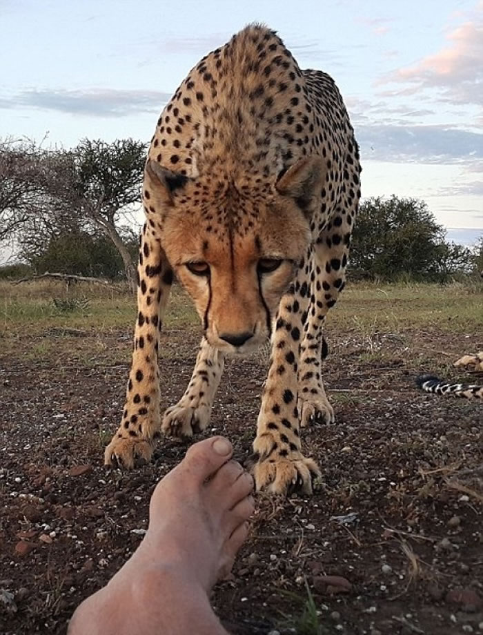 豹妹开始时一脸好奇地凑近。