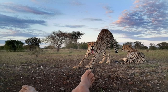 可爱豹妹伸懒腰。