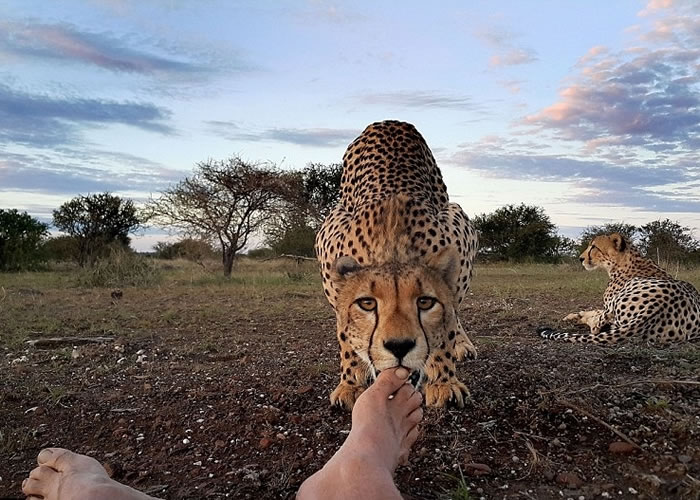 豹妹轻咬摄影师的脚趾。