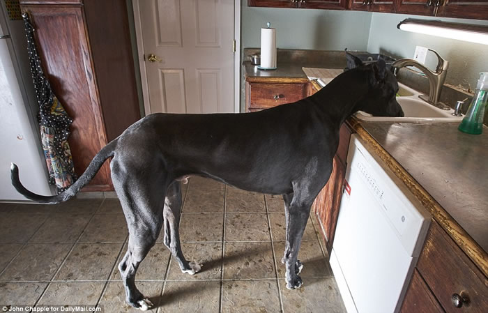 ������ȮRockoվ��210CM��ײ�컨�� Ҫ��ս��������߹������������¼