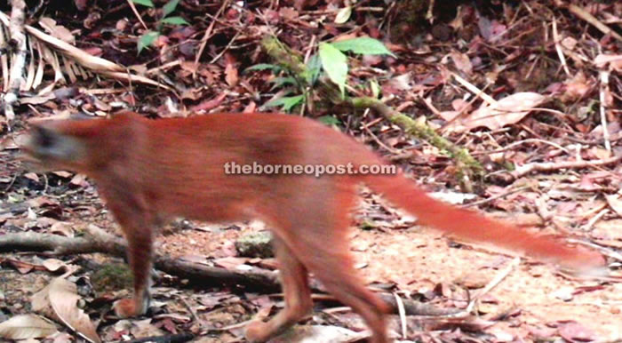 曾被以为灭绝!婆罗洲金猫现身马来西亚沙劳越伦乐森林