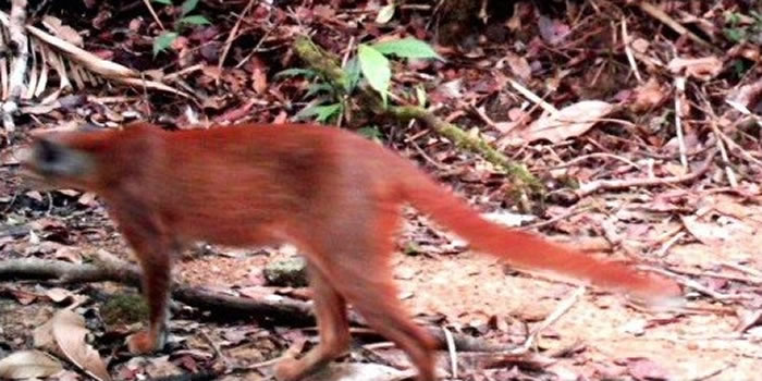 曾被以为灭绝!婆罗洲金猫现身马来西亚沙劳越伦乐森林