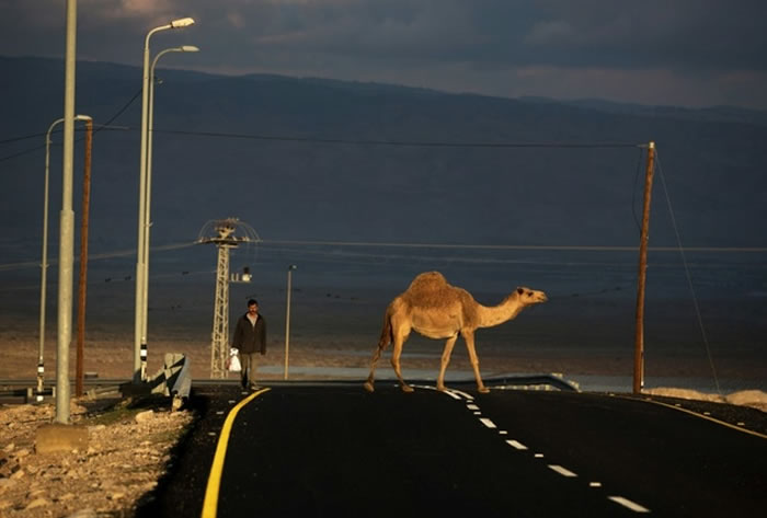 以色列士兵从他的车上拍摄的骆驼