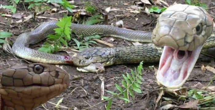 澳洲13岁少年Miller Wilson前往印尼巴里岛拍摄到眼镜王蛇吃掉射毒眼镜蛇