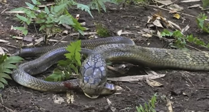 澳洲13岁少年Miller Wilson前往印尼巴里岛拍摄到眼镜王蛇吃掉射毒眼镜蛇