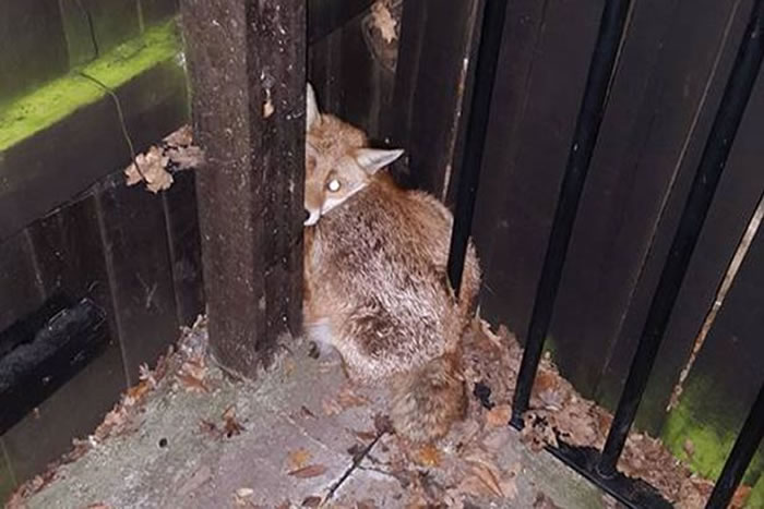 Ӣ������Сƨ������;����Ƶ����� ������ҧ��