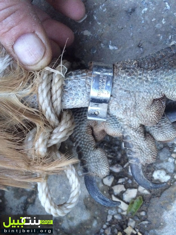 ��ɫ�������ļ������ֻͺӥ������۲�㱻�������˻�����