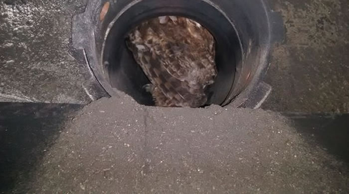 Ӣ��Ů���������Լ��̴ѿ���һֻ������ˬ��èͷӥ