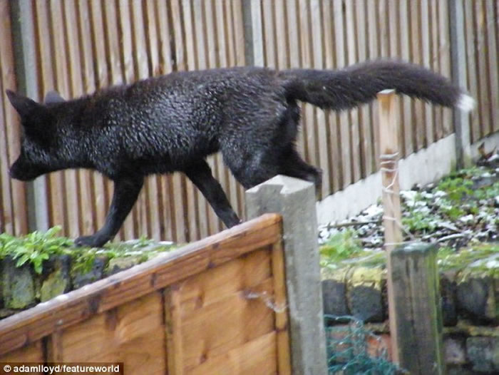 Ӣ����ֻ����Ϊ��Ů�������