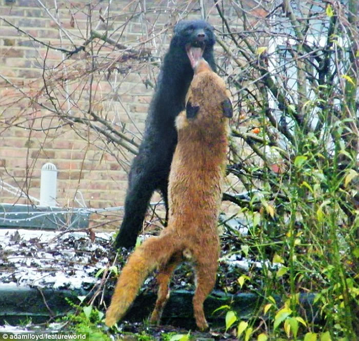 Ӣ����ֻ����Ϊ��Ů�������