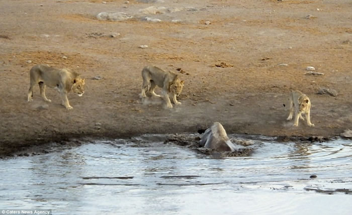 南非埃托沙国家公园怀孕犀牛受困水坑,奋力抗击3只狮子逃生