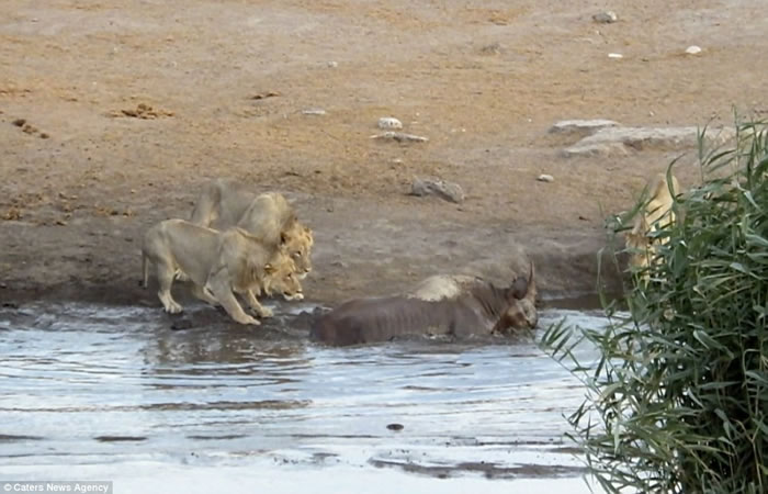 南非埃托沙国家公园怀孕犀牛受困水坑,奋力抗击3只狮子逃生