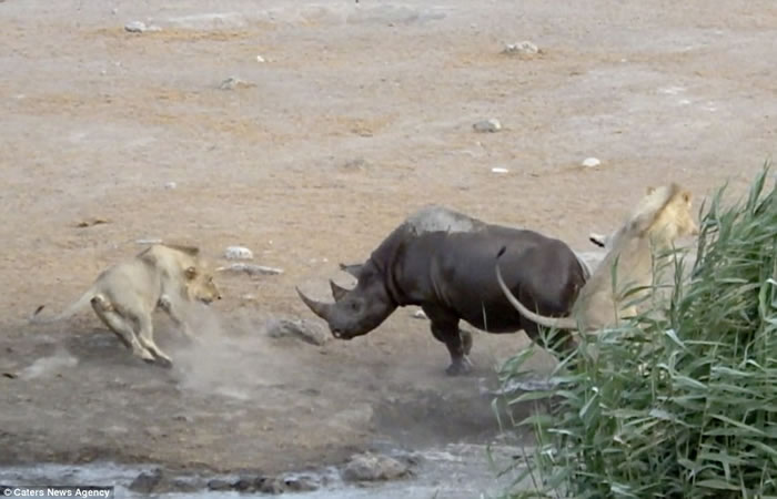 南非埃托沙国家公园怀孕犀牛受困水坑,奋力抗击3只狮子逃生