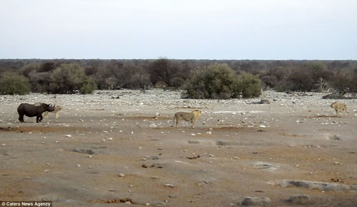 南非埃托沙国家公园怀孕犀牛受困水坑,奋力抗击3只狮子逃生