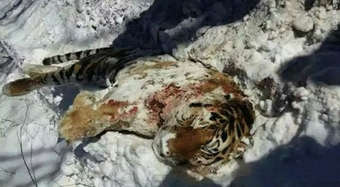 �����������������Ҽ���Ȼ���������ַ�����������Ұ��������ʬ��