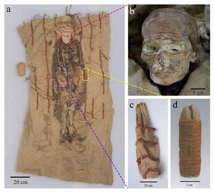 ĹM13ʬƷ (a). ŮԸʬۼƷ(b). ʬ沿ĺɫʻ (c). Ƥң(d). ľ档ƤҷڸʬҲ(ʾ