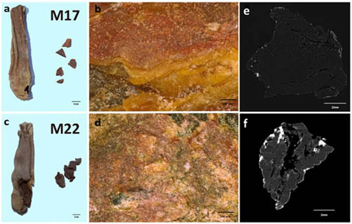 ƷCTɨ (a). M17ƤҼװױ(b). M17ױıò(c). M22ƤҼװױ(d). M22ױı