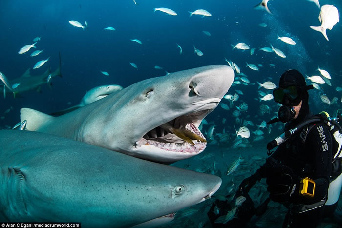 Ӣ��Ǳˮ������Alan Egan����Ϊ�������ߡ���������뻢���ں������ܽӴ�