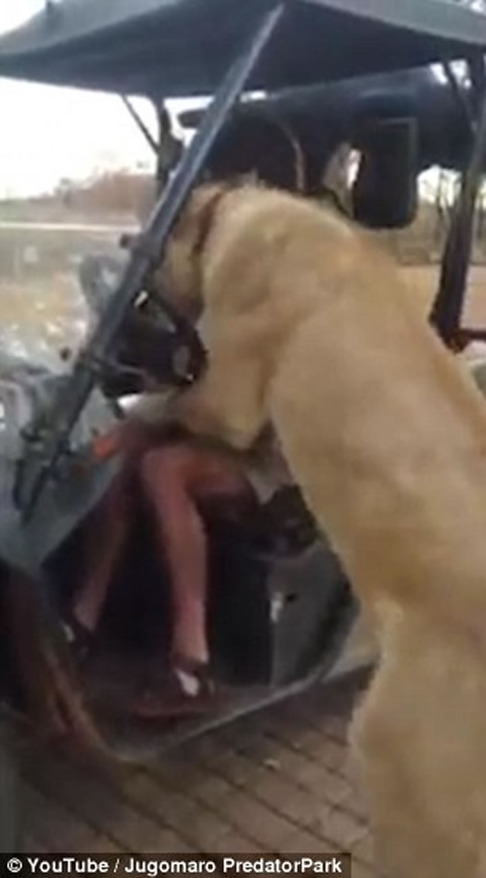 �Ϸ�һͷĸʨ����ͼ�������Գ�