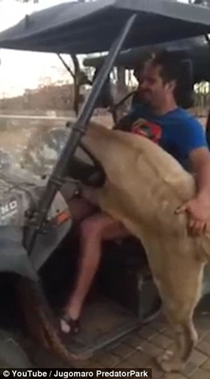 �Ϸ�һͷĸʨ����ͼ�������Գ�