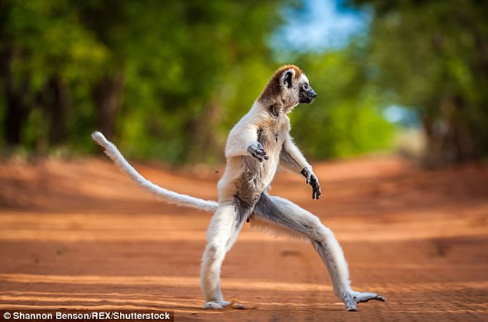 ʵ桶˹ӡҰӰʦShannon BensonĵҰĶȤ