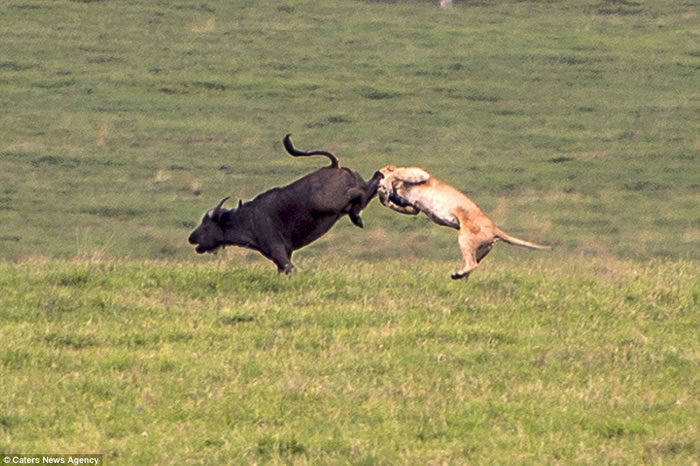 非洲坦桑尼亚狮子本想捕获一头水牛作为晚餐 不料反被一大群水牛追逐