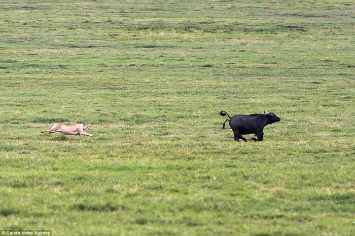 非洲坦桑尼亚狮子本想捕获一头水牛作为晚餐,不料反被一大群水牛追逐