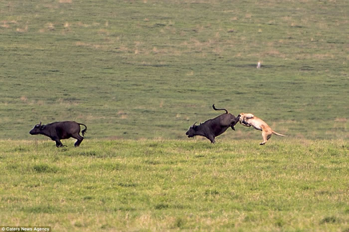 非洲坦桑尼亚狮子本想捕获一头水牛作为晚餐,不料反被一大群水牛追逐