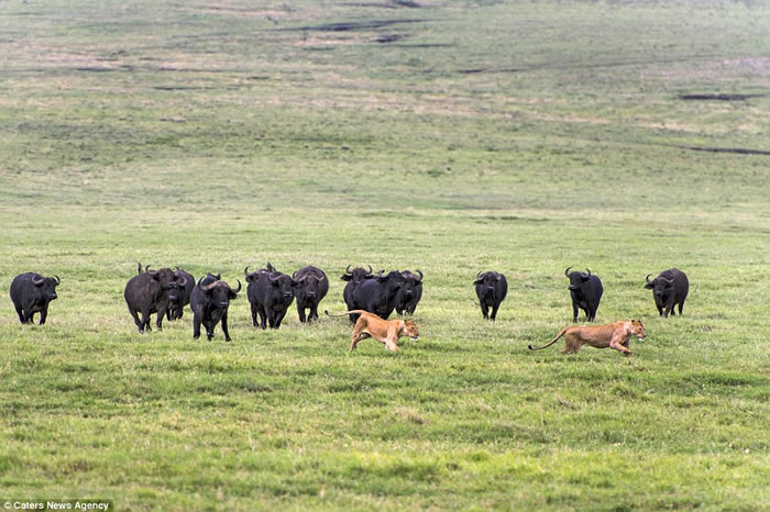 非洲坦桑尼亚狮子本想捕获一头水牛作为晚餐,不料反被一大群水牛追逐
