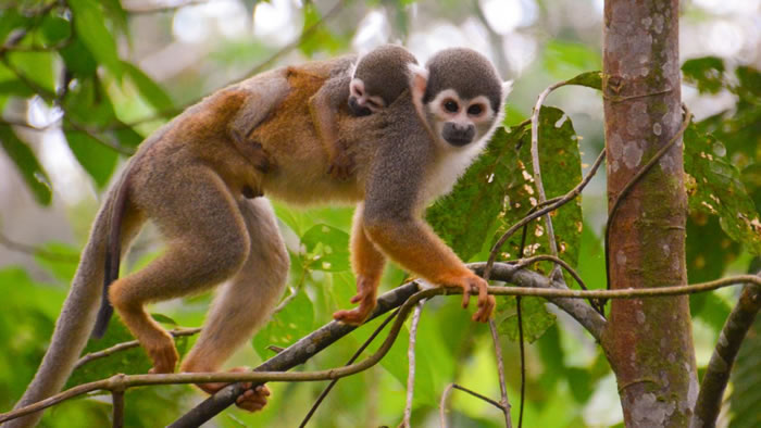 ѷֵַ»ʯ4000ǰľӷ޵ִ